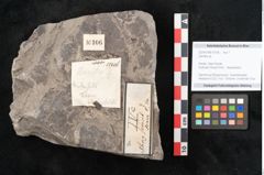 Foto (Objekt + Etikett) von Zamites sp. (NHMW-GEO-2024-0188-10106)